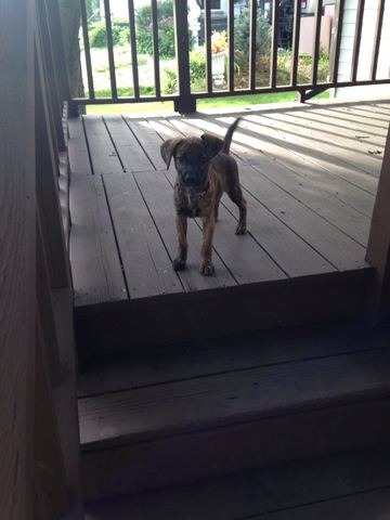 Día cuando adoptamos a mi perro