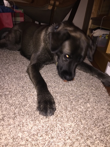 Mi familia tuvό un perro