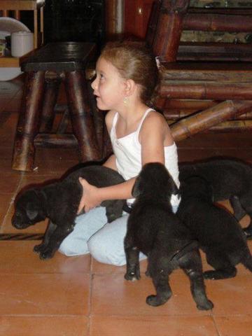 Siempre he amado a los perros