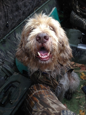 Mi perro viejo se murió