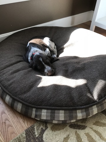 Mi familia obtuvieron un otro perrito