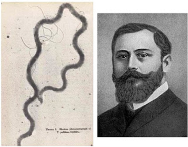 ORIGEN DE LA SIFILIS