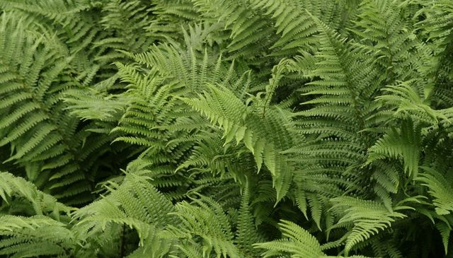 Vascular Plants Appearance