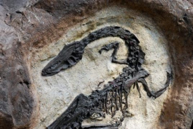 The Cretaceous Extinction