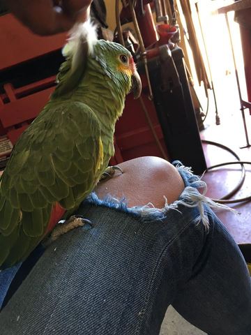 Mi papá compró un loro.