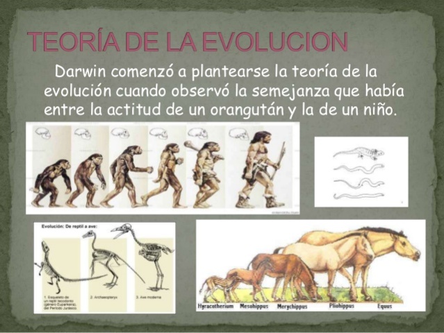 La teoría de la selección natural