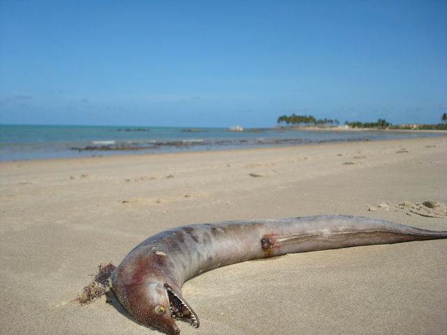 Parecer Técnico sobre a Mortandade de Peixes