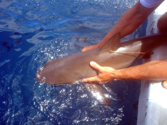 Projeto Tubarão - FN/PE