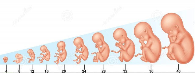 Útero de la madre (24 semanas a termino de gestación)