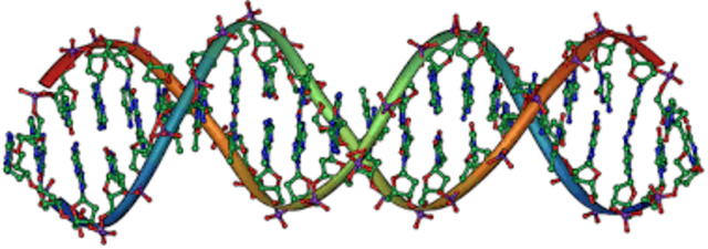 ESTRUCTURA DEL ÁCIDO DESOXIRRIBONUCLEICO (ADN)