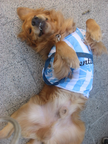 Me regalaron mi primer perrito.