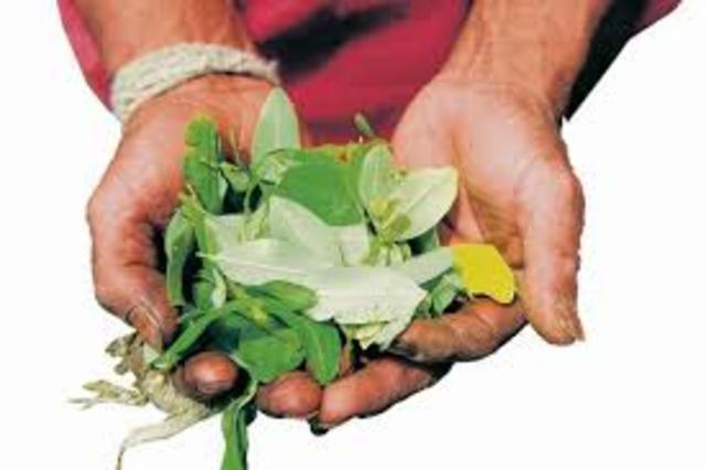 Antigua Publicación de la coca