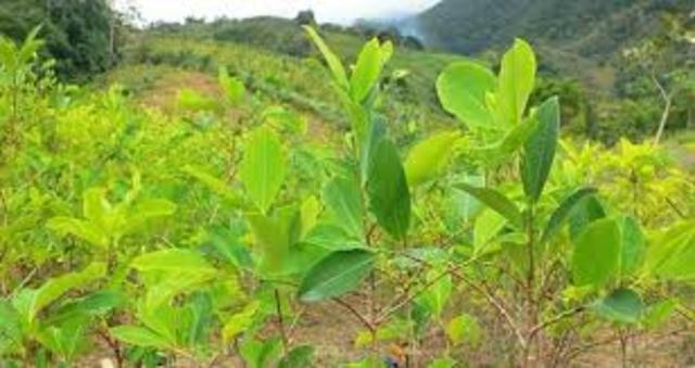 la hoja vista como inversion