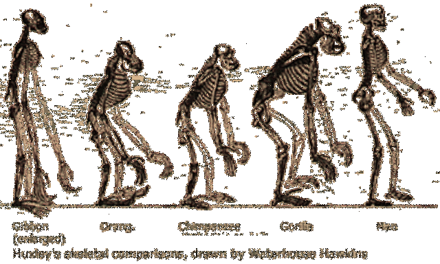 Darwin publica el origen de las especies