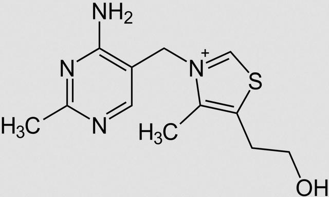 Metabolismo intermediario
