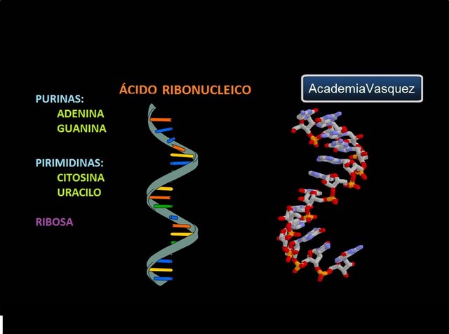 Descubrimiento de la polinucleótido fosforilasa