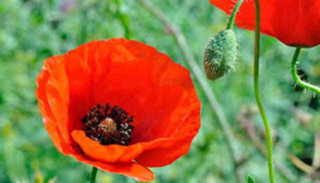 Principios activos de las plantas