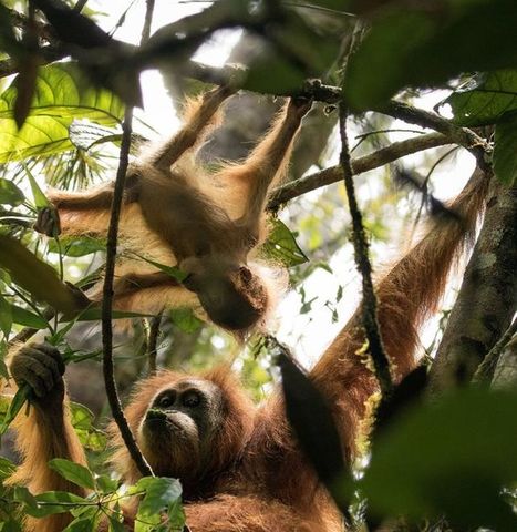 Nueva especie de orngután