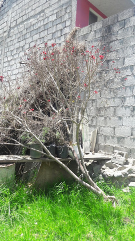 uphorbia cotinifolia o Lechero Rojo