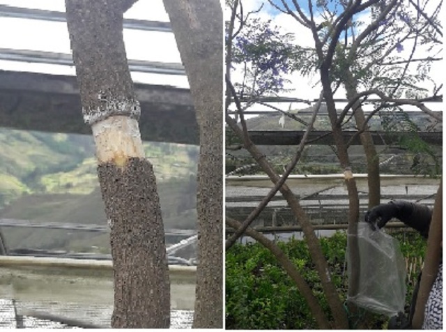 PROCESO DEL ACODO AÉREO (1)