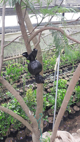 PROCESO DEL ACODO AÉREO (2)