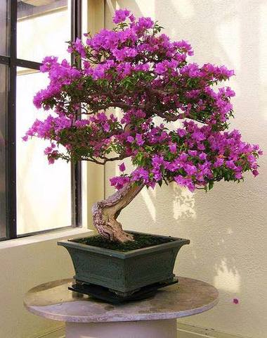 ¿QUE ES UN BONSAI?