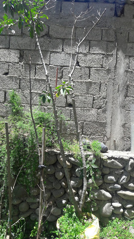 Planta Madre de Arupo (Chionanthus pubescens)