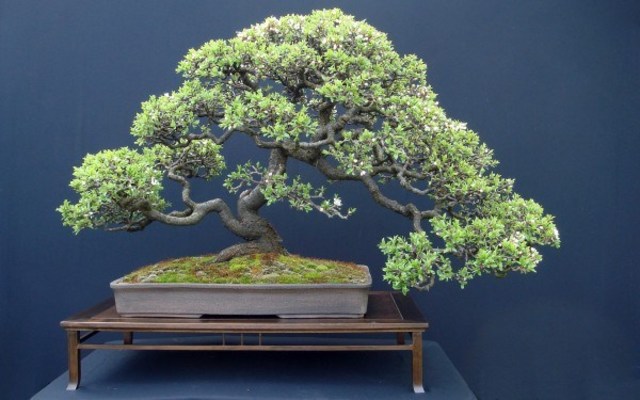 CONSIDERACIONES PARA REALIZAR UN BONSAI POR ACODO AEREO