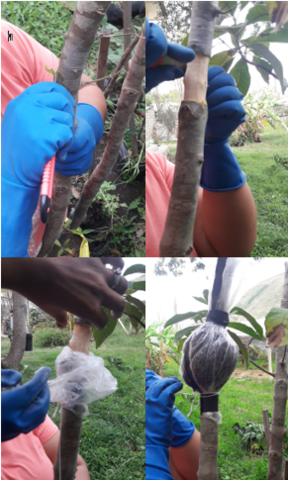 Realización del Acodo