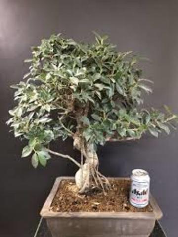 ¿QUE ES UN BONSAI?