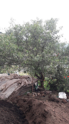 Planta Madre de Molle (Schinus molle)