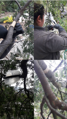 Realización del Acodo