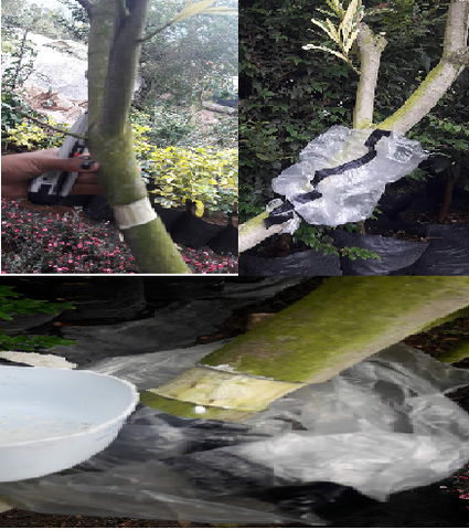 PROCESO DEL ACODO AÉREO (1)