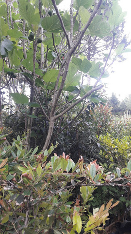 Seleccion de Planta Madre de Higo (Ficus carica)