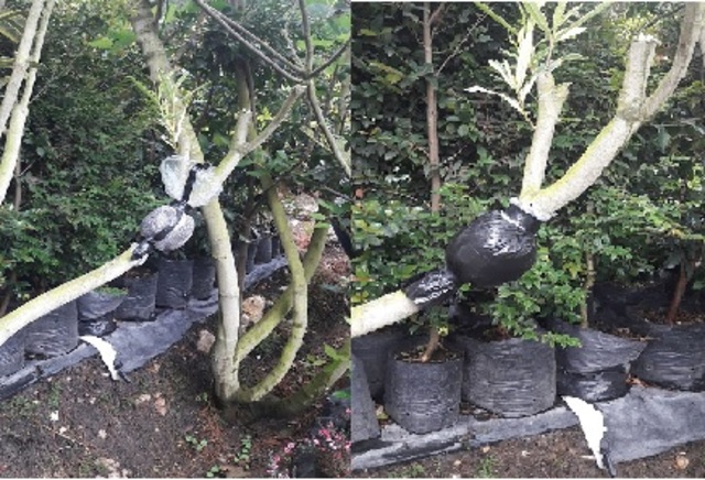 PROCESO DEL ACODO AÉREO (2)