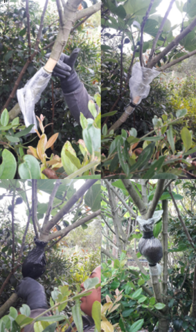 Realización del acodo