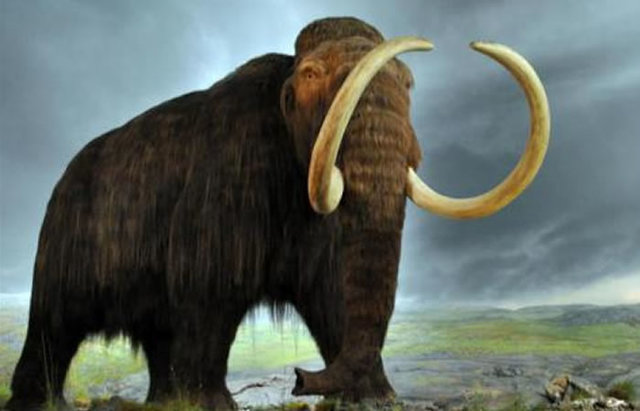 MAMUT