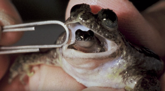 RANA DE INCUBACION GASTRICA