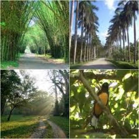 Dificultades del Jardin Botanico