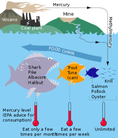 Cause of Minamata Disease is found: Poisoning from Methylmercury in seafood
