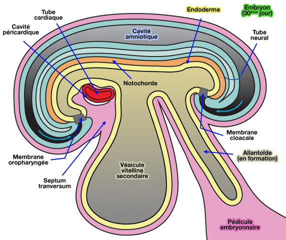 Fermeture de la paroi ventrale de l'embryon