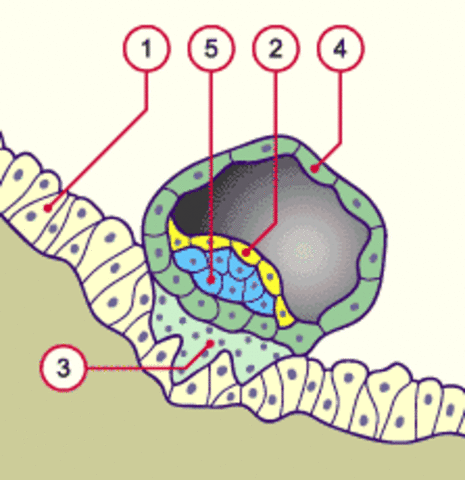 Evolution du bastocyte J7