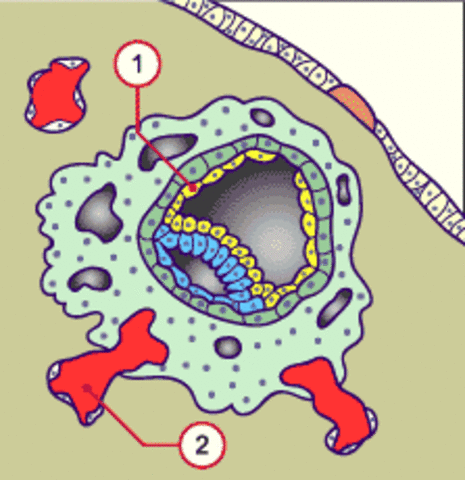 Dev du REE et remplissage des lacunes