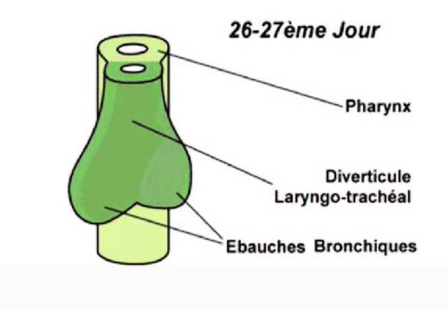 Developpement des bronches