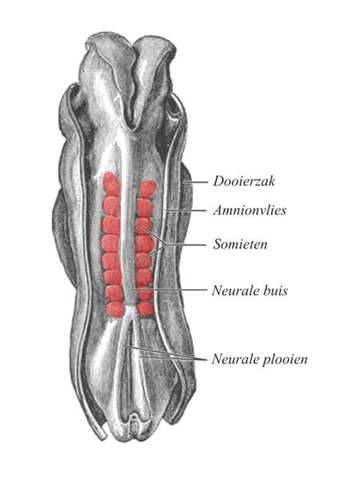 1ère paire de somite définitive