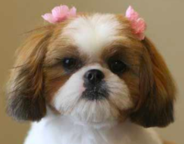 Este es el día que tengo mi mascota.