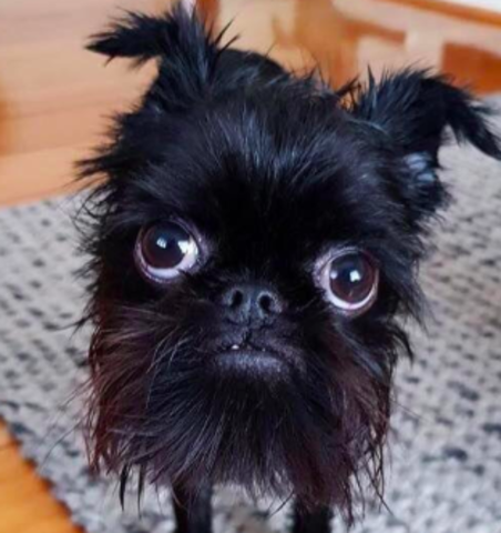 Obtuve mi segundo perro.