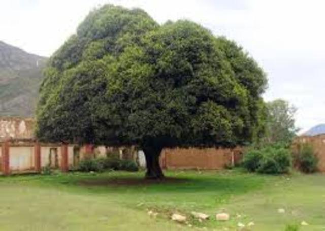 La quinina y la malaria