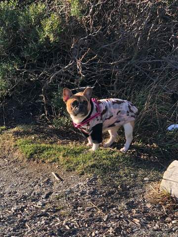 DIA QUE ADOPTAMOS A MI PERRITA, LULA