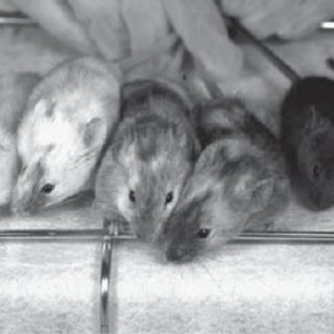 Científicos de la universidad de Hawaii